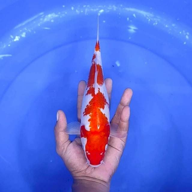 13. Kanoko Kohaku Inazuma || 28 cm