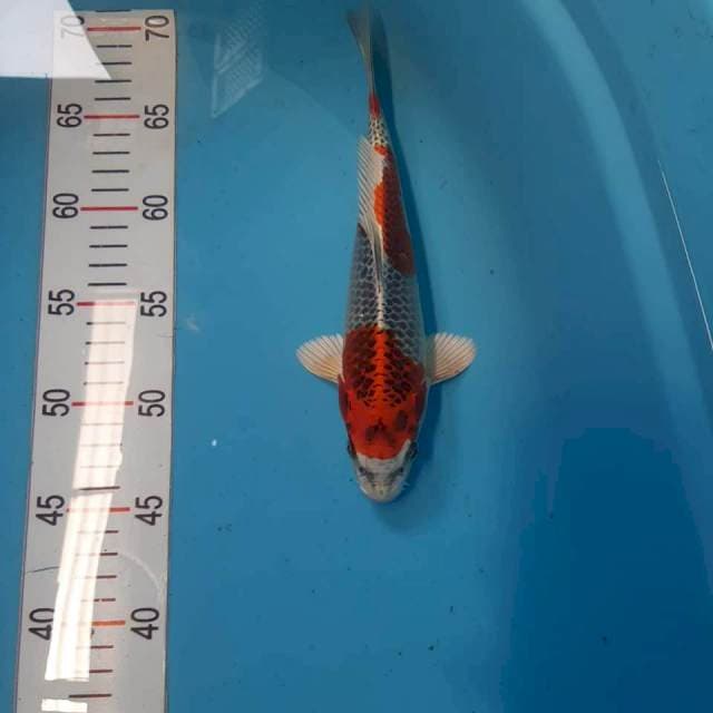 Kujaku 25cm