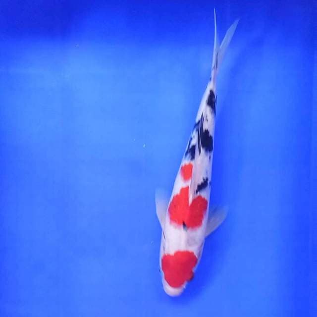 15. Maruten Sanke Ori || 30 cm || Jantan