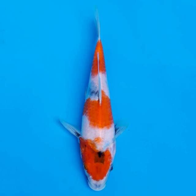 showa 22cm