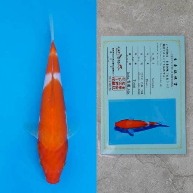 matsue kohaku 24cm