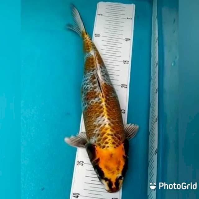 Gingga 34cm