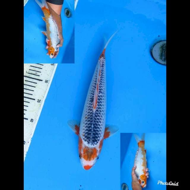 32cm male , Maruten Asagi Bahan Keeping