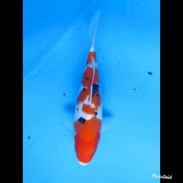 20cm , Male , Baby Sanke Halus