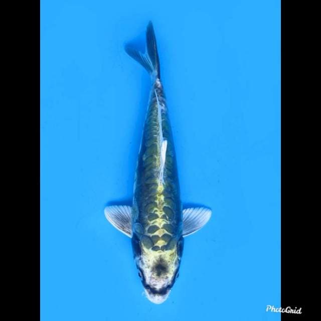 23cm male , Super Antik No Bocor
