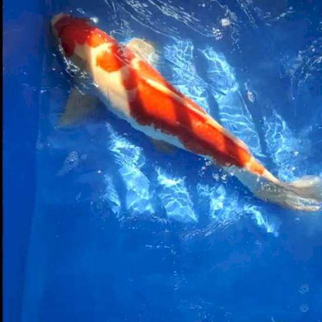 Kohaku Red Original - 58 cm