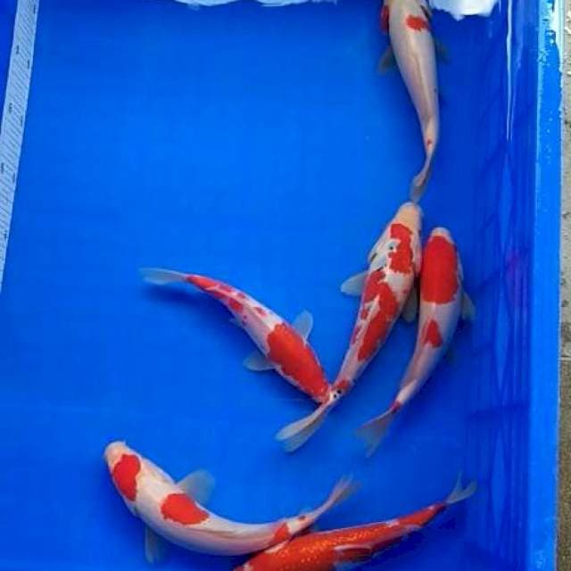 KOHAKU,SANKE SZ 20-25 CM