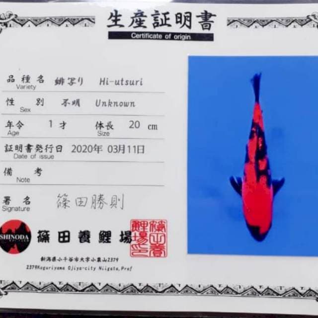 Hiu shinoda