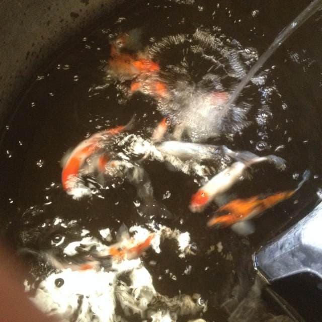 ada 11 ekor koi mix berbagai ukuran & macam