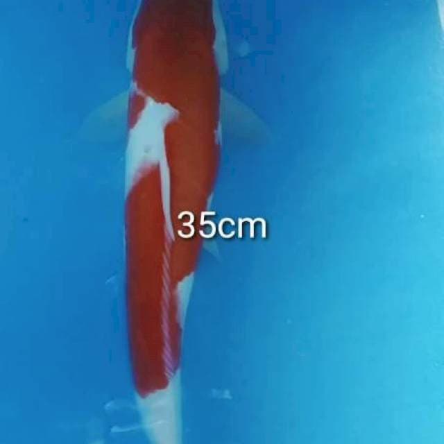 Kohaku strong 35cm