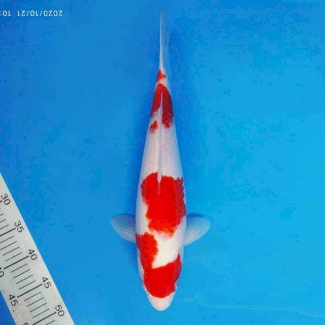 IWOJIMA 8 ~ Kohaku ™