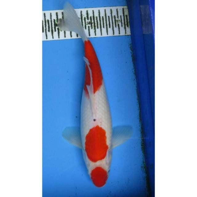 STEP 3 SANKE MALE 30CM