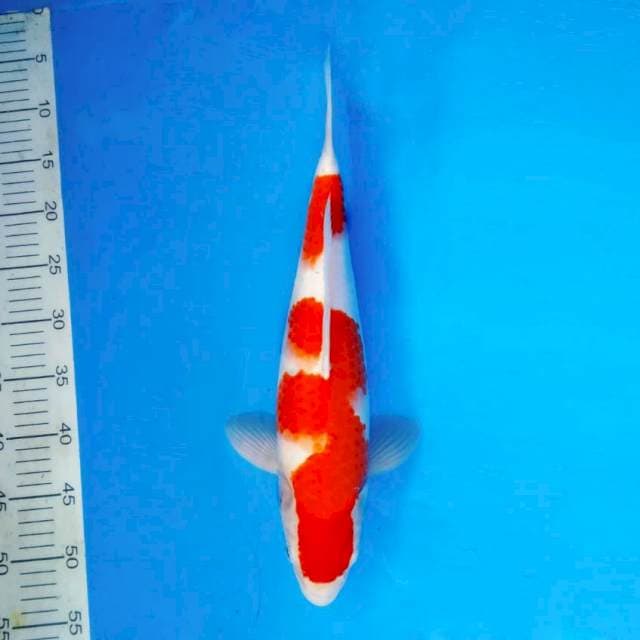 IWOJIMA 16 ~ Kohaku ™