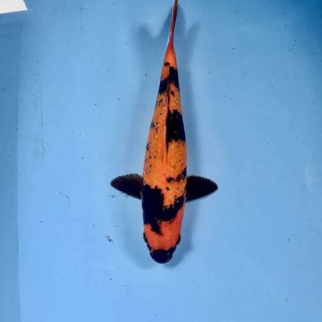 Hi Utsuri Ginrin, 28 cm