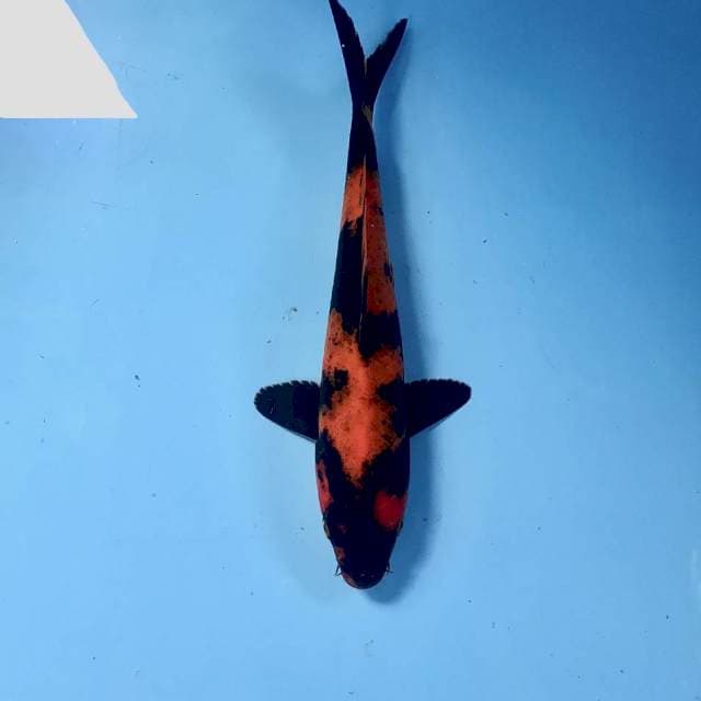 Hi Utsuri, 23 cm