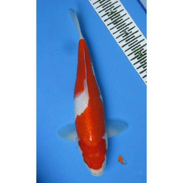 KOHAKU INAZUMA 32CM