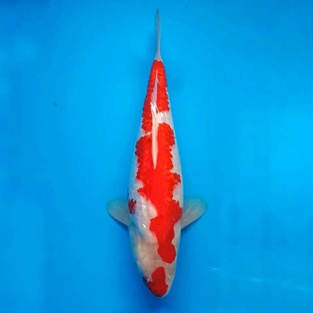 KOHAKU GINDRIN BULLKY MERAH