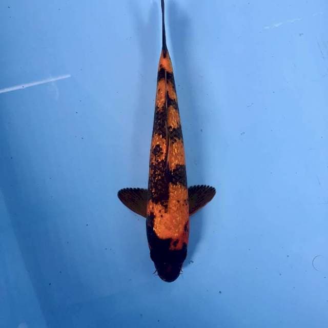 Hi Utsuri Ginrin, 29 cm