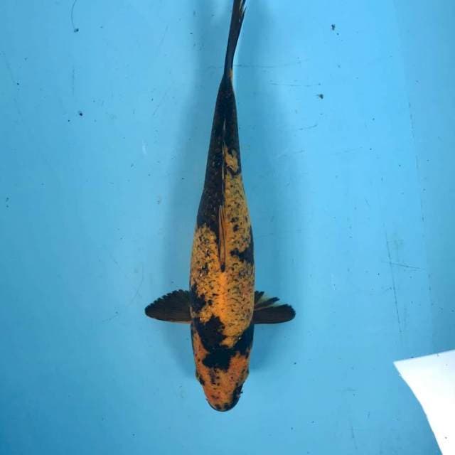 Hi Utsuri, 29 cm