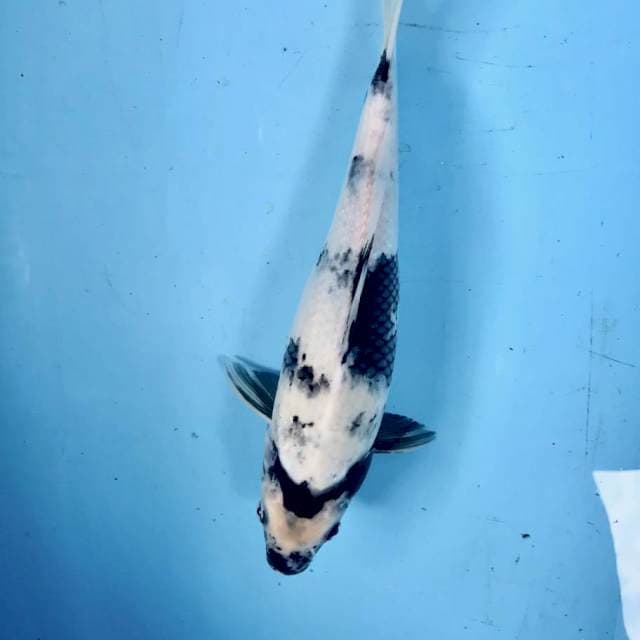 Shiro, 33 cm
