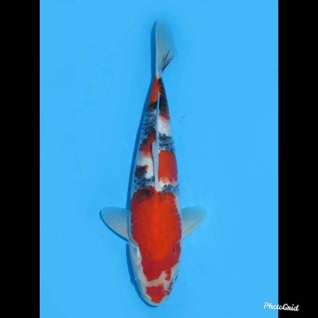 35cm , Male , Super Showa Tategoi