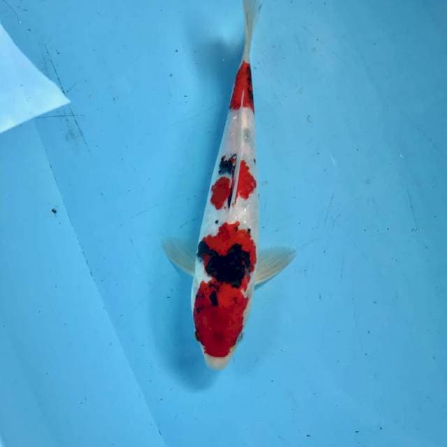 Showa, 28 cm