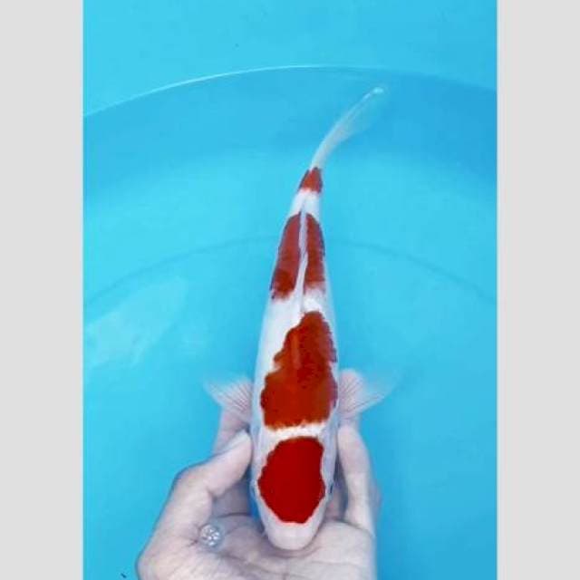Super kohaku merah darah 30bu