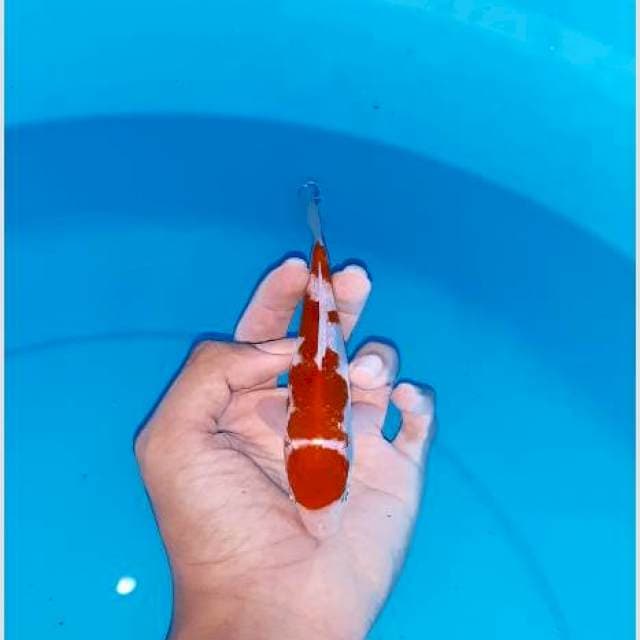 Kohaku ginrin maruten 15cm