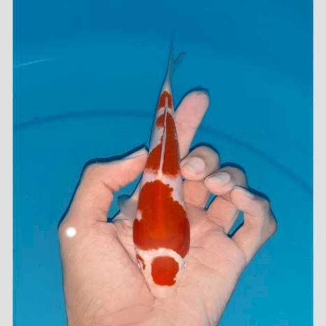 Kohaku 20bu berpunuk