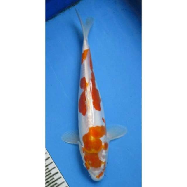 HARIWAKE DOITSHU 30CM