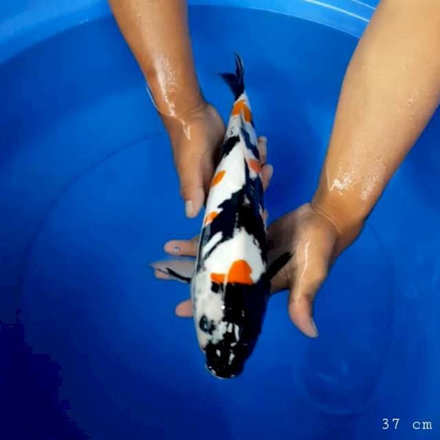 Doitsu showa halus 37 cm