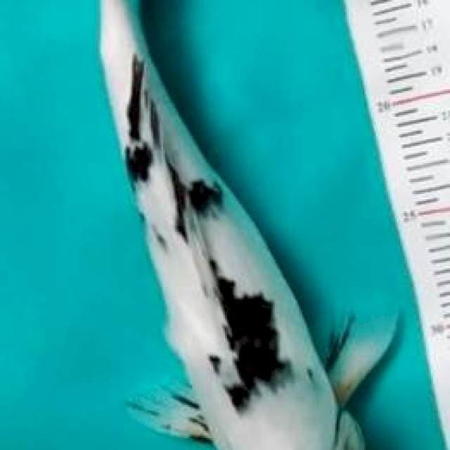 THANCO SANKE 35CM