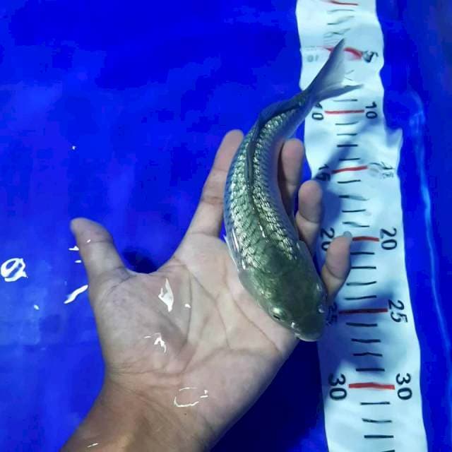 Soragoi 22cm