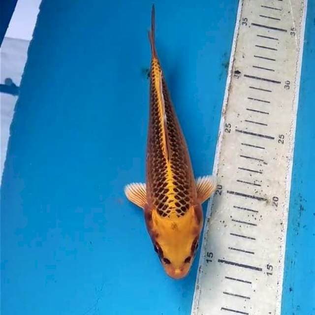Kin Matsuba 20cm