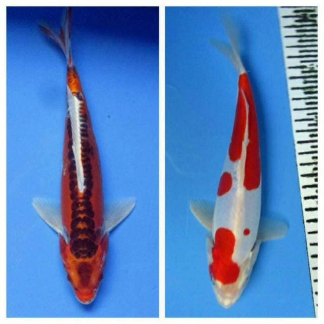 MIZUHO KOHAKU 26&24CM