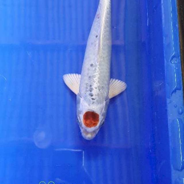 Tanco full hikari