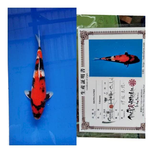 Showa ISA koi farm
