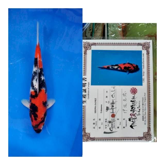 Showa ISA koi farm