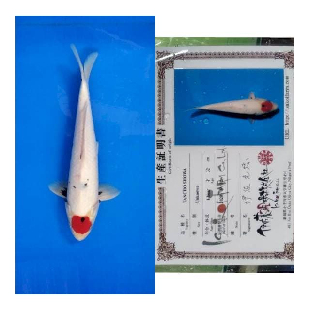 T showa ISA koi farm