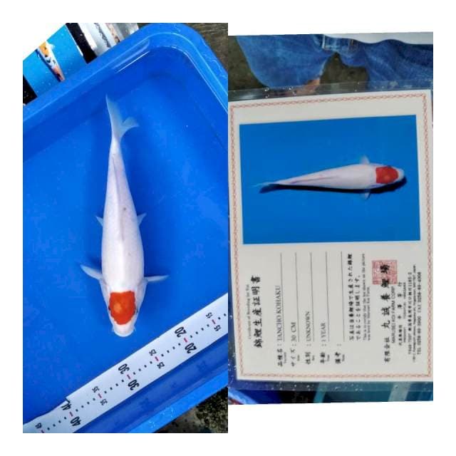 T kohaku MARUSEI