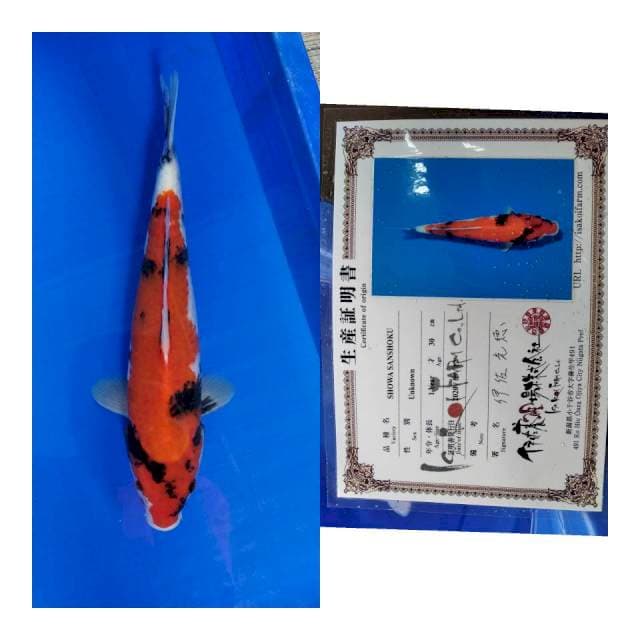 Showa ISA koi farm