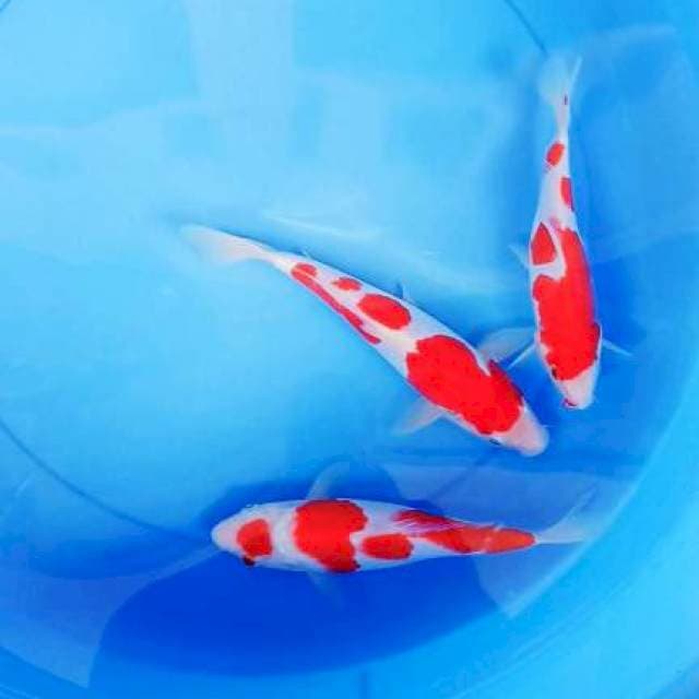 baby kohaku grade A 20-22cm