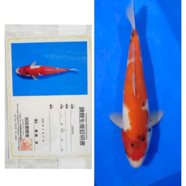 Showa Import Serti Koshiji