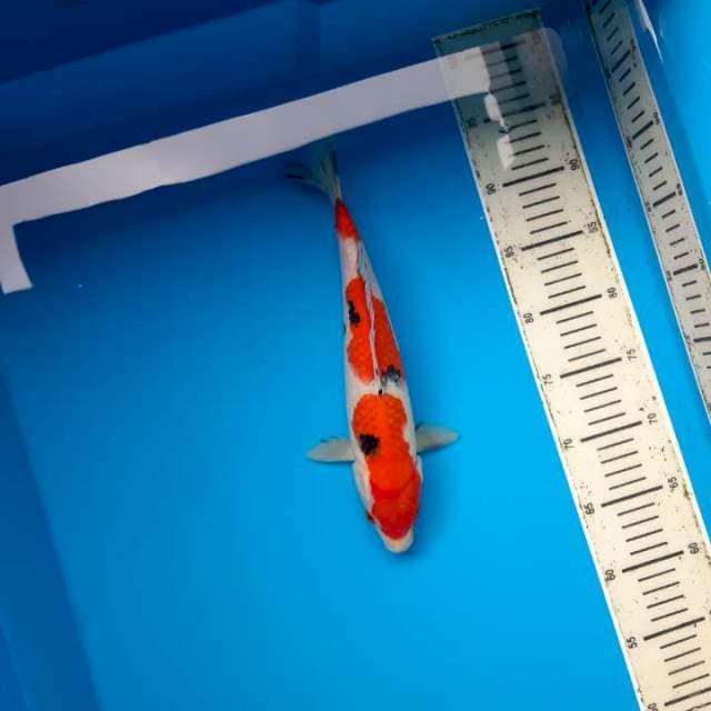 Sanke 28cm