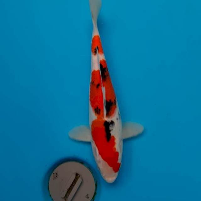 Sanke 25cm