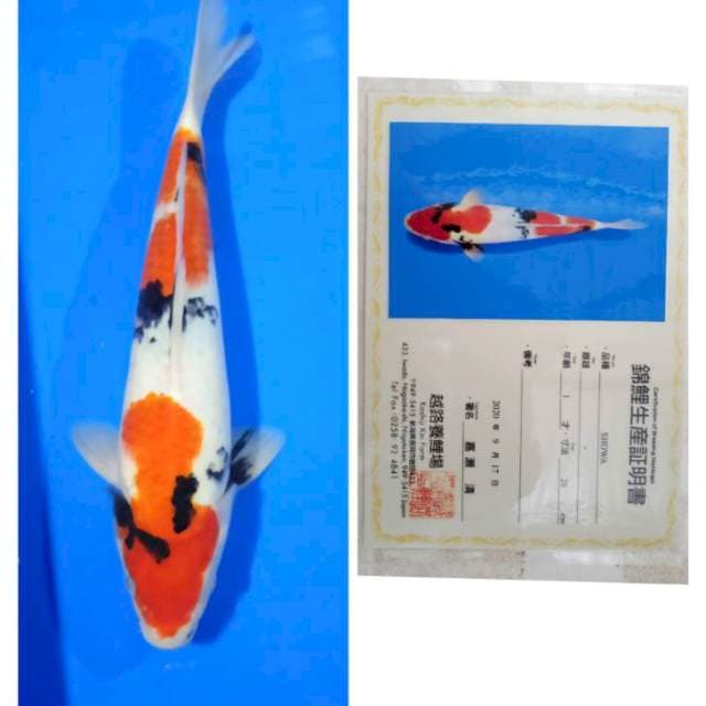 Showa Import Serti Koshiji