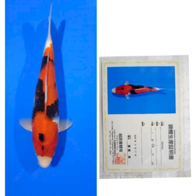 Showa Import Serti Koshiji