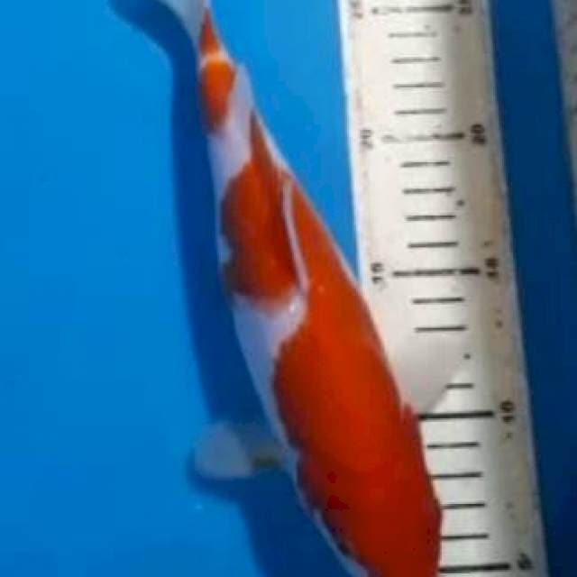 kohaku 25cm