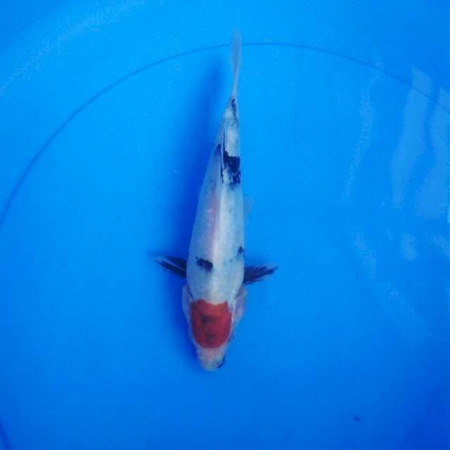Tancho