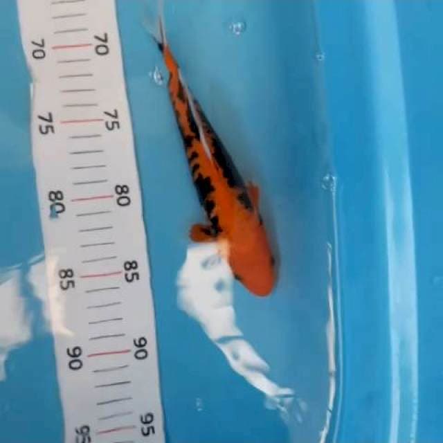 Kumonryu 20 cm